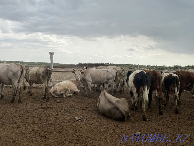 Bir tabyn siyr satylady! Taraz - photo 2