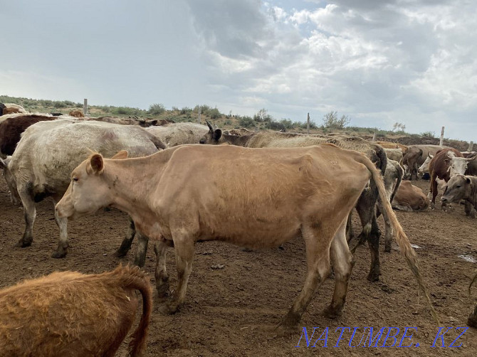 Bir tabyn siyr satylady! Taraz - photo 3