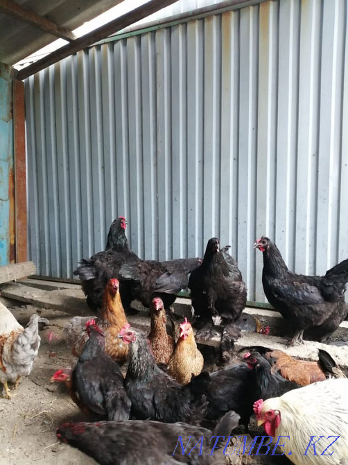 Продам курей Талдыкорган - изображение 2