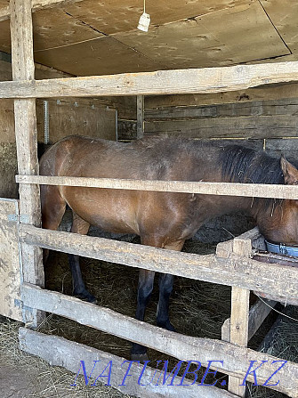 Kunan horse sogeum fattened  - photo 2