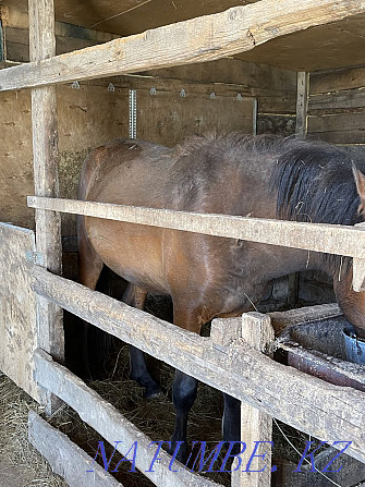 Kunan horse sogeum fattened  - photo 3