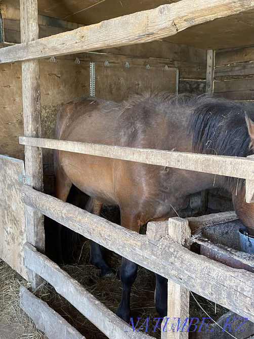 Құнан жылқы согеум бордақыланды  - изображение 3