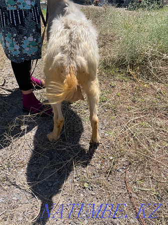 Urgently! Sauyndy eshki oh bar Shymkent - photo 4