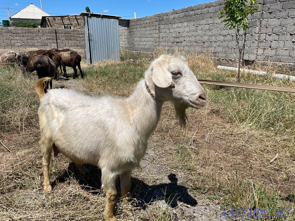 Шұғыл! Сауынды ешкі о бар Шымкент - изображение 2