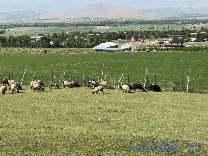 Romanovsky, Cossack koilar  - photo 8