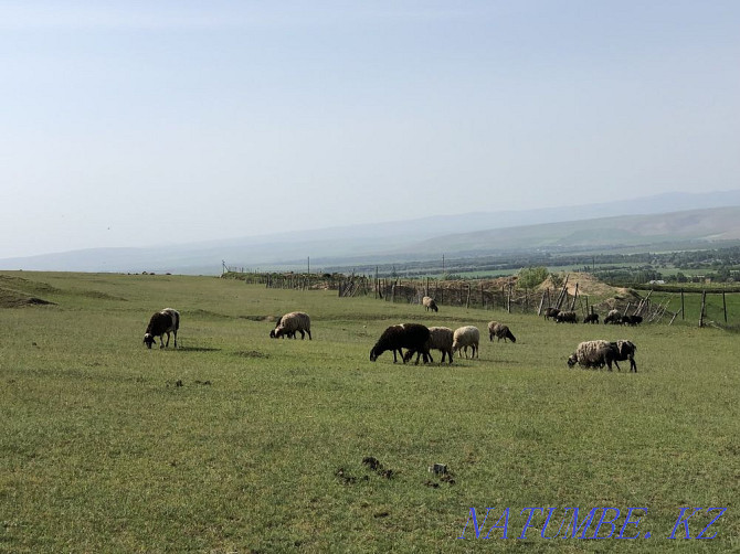 Romanovsky, Cossack koilar  - photo 4