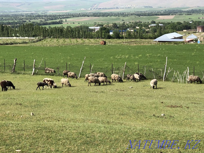 Romanovsky, Cossack koilar  - photo 7