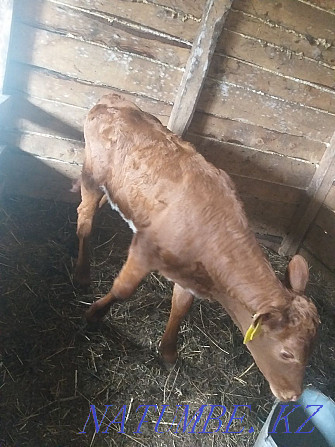 2 month old calf for sale Petropavlovsk - photo 2