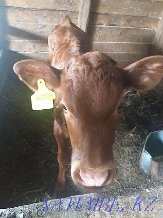 2 month old calf for sale Petropavlovsk - photo 1