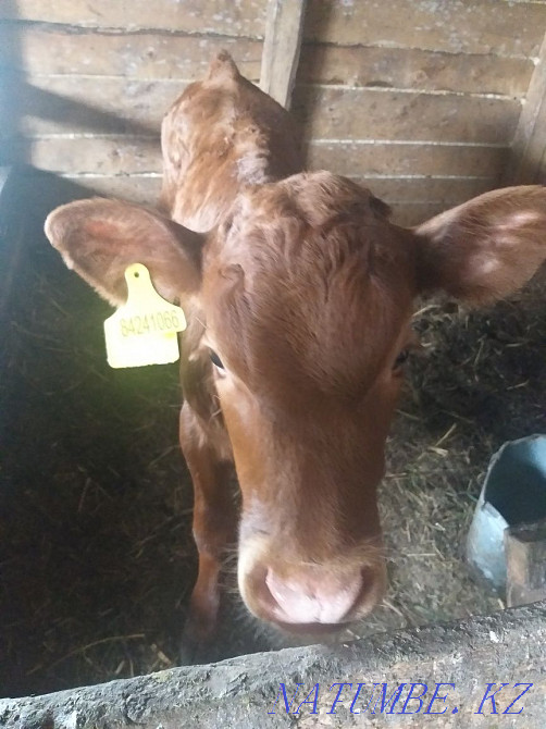 Продам телочку 2мес Петропавловск - изображение 1