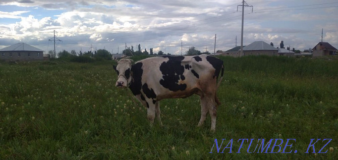 Holstein siyr exchange or sale Taraz - photo 1