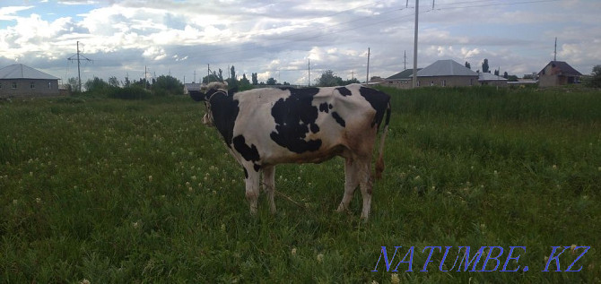 Holstein siyr exchange or sale Taraz - photo 2