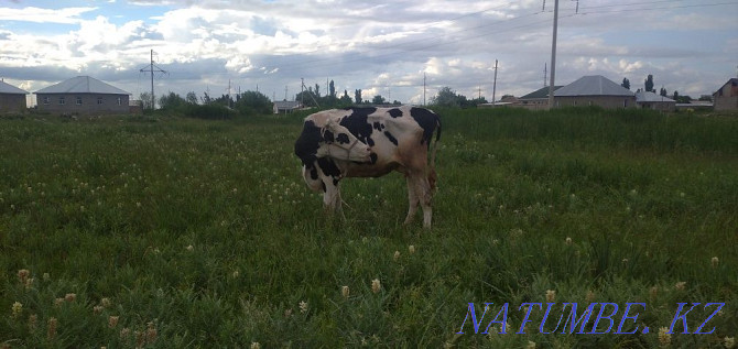 Holstein siyr exchange or sale Taraz - photo 4