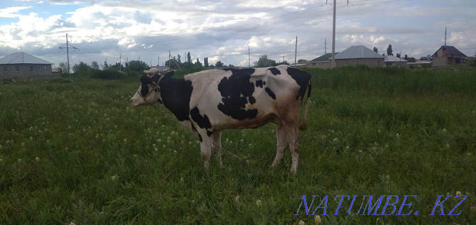 Holstein siyr exchange or sale Taraz - photo 3