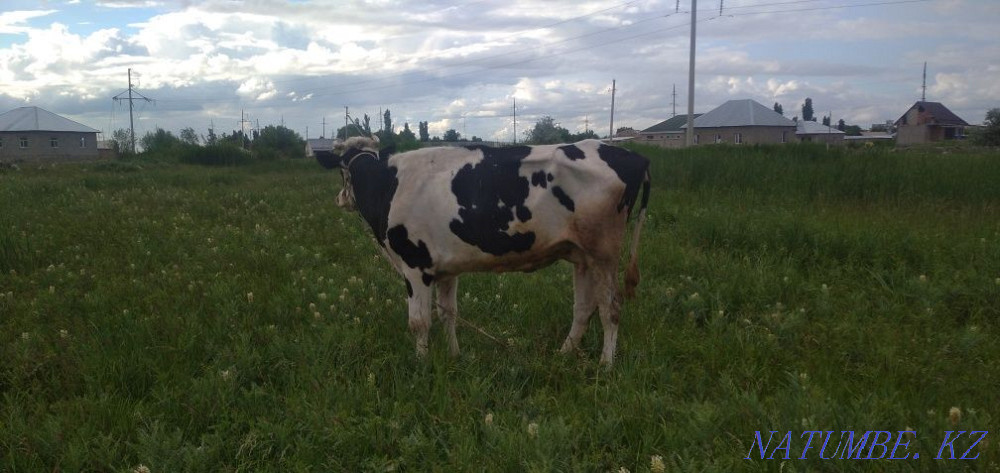 Голштейн сиыр обмен или продажа Тараз - изображение 2