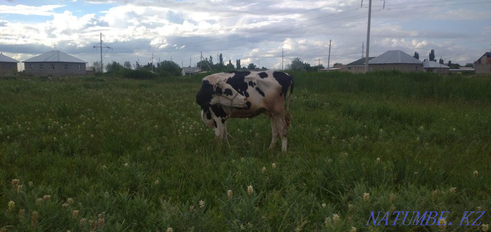 Голштейн сиыр обмен или продажа Тараз - изображение 4