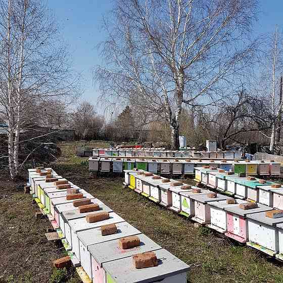 Продам пчелопакеты с молодыми матками 2022 года . Ust-Kamenogorsk