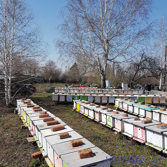 I will sell bee packages with young queens in 2022. Ust-Kamenogorsk - photo 1