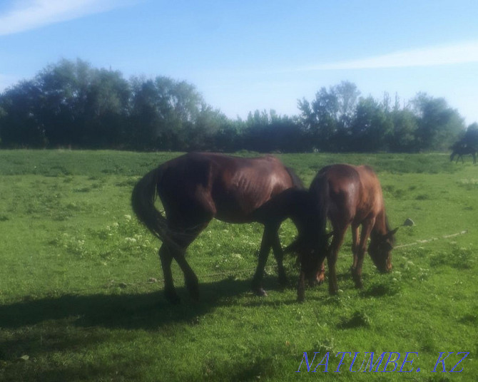 2 mares, horse Almaty - photo 1