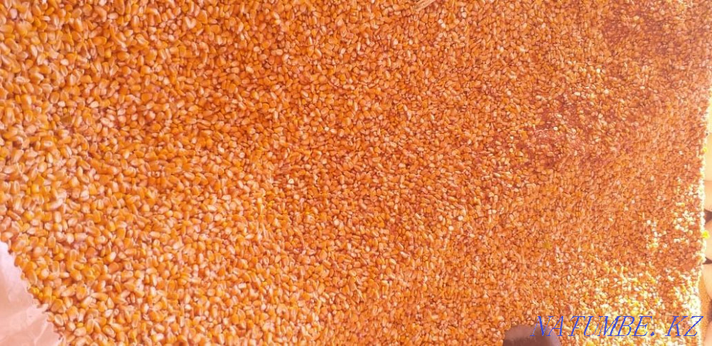 Ж?гер_ д?н_, Жүгері, Жүгері Шымкент - изображение 1