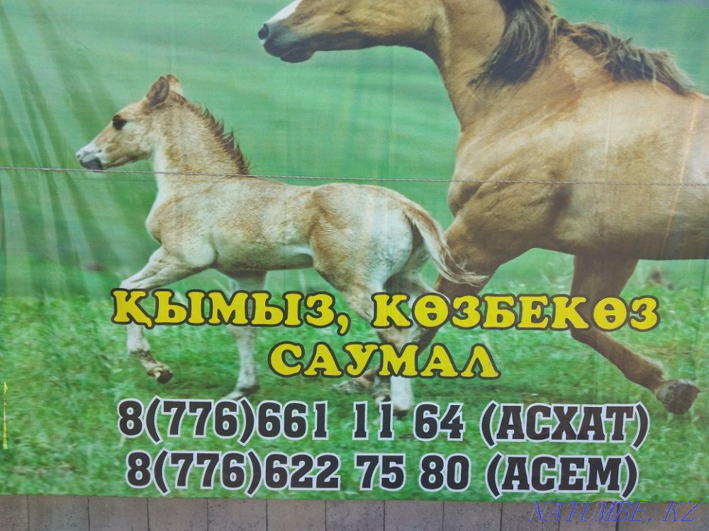 Kymyz, Saumal satamyz Сарыкемер - photo 1