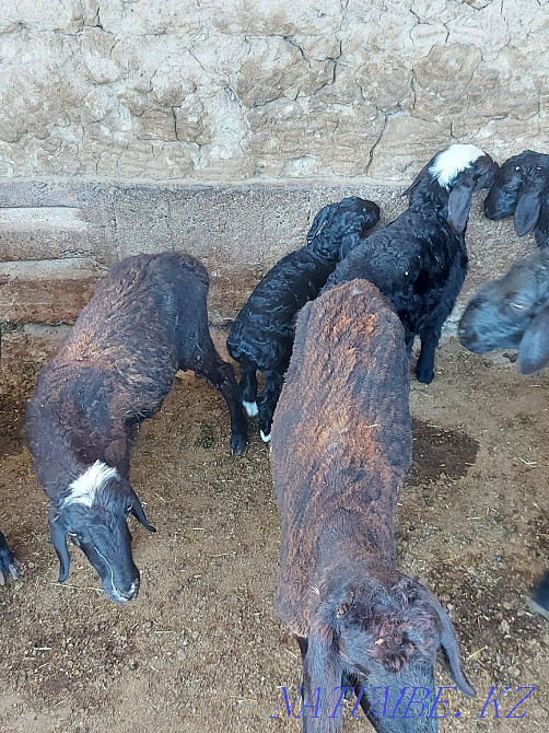 ?озылы?ой сатылады Шымкент - изображение 6