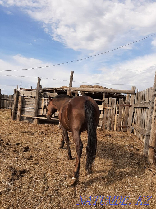 mare and tay for sale Semey - photo 4