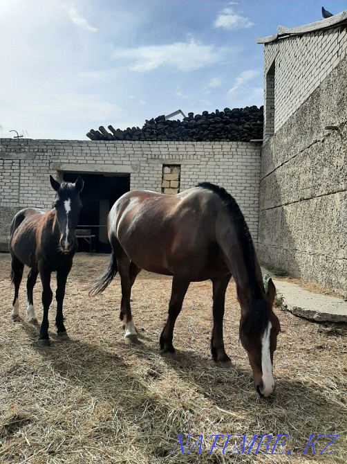 mare and tay for sale Semey - photo 1