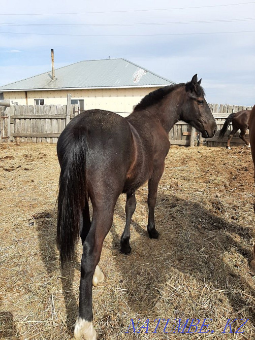 mare and tay for sale Semey - photo 2