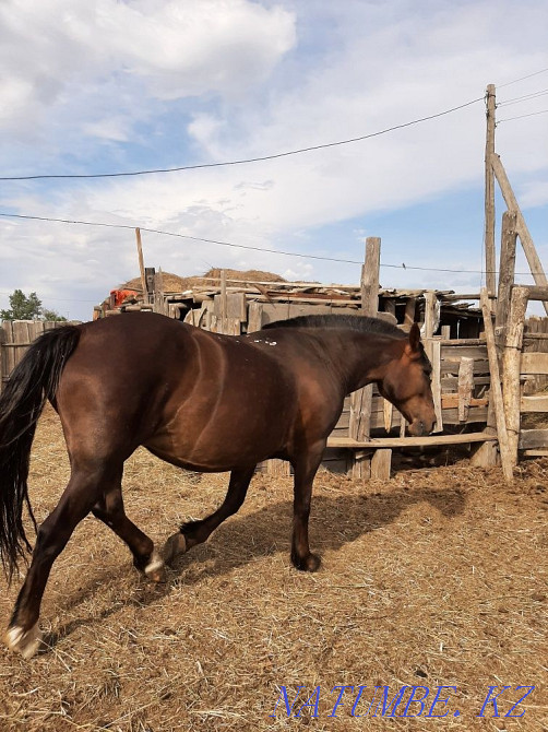 mare and tay for sale Semey - photo 5