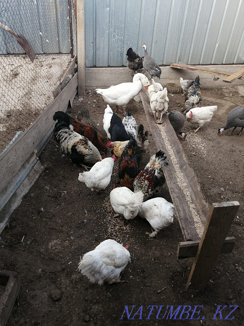 Тауықтар, күркетауықтар, теңіз құстары Мухаметжан Туймебаева - изображение 3