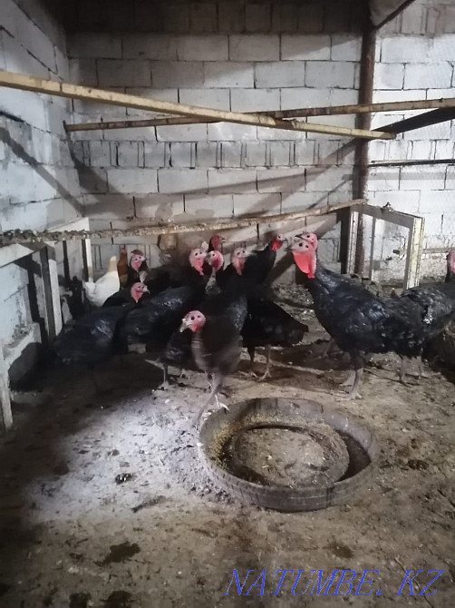 Тауықтар, күркетауықтар, теңіз құстары Мухаметжан Туймебаева - изображение 6