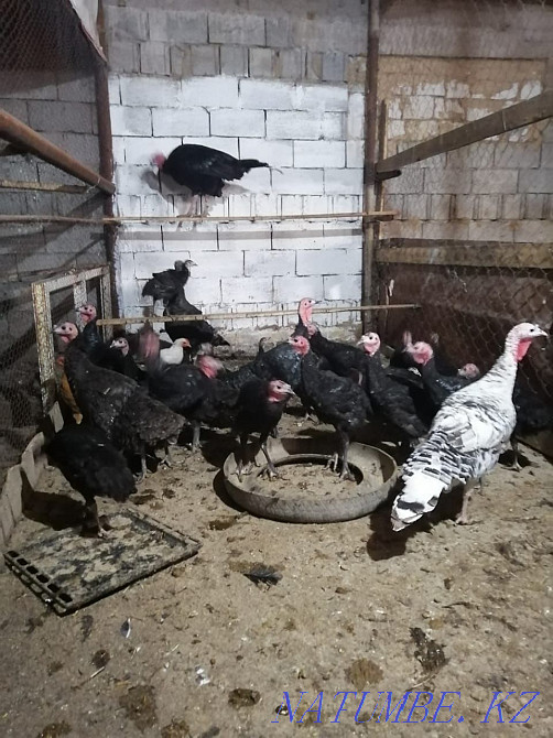 Тауықтар, күркетауықтар, теңіз құстары Мухаметжан Туймебаева - изображение 8