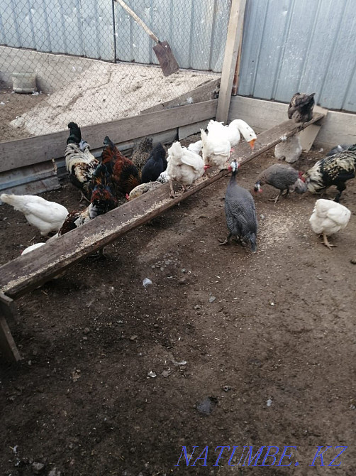 Тауықтар, күркетауықтар, теңіз құстары Мухаметжан Туймебаева - изображение 7