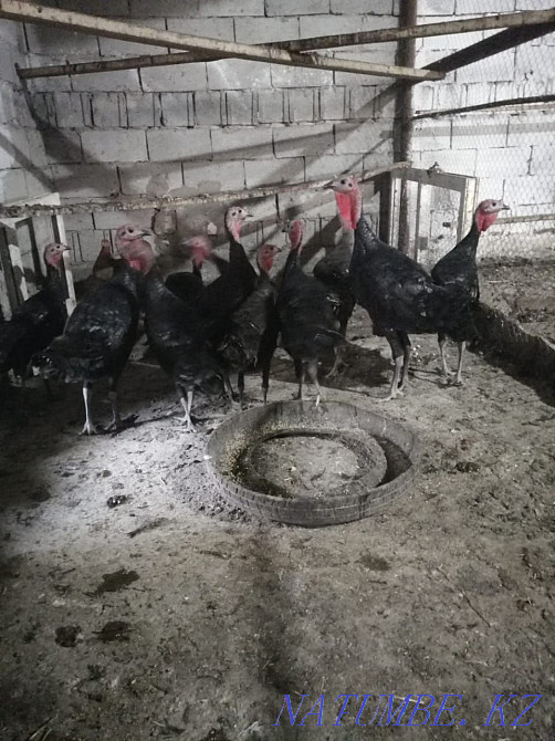 Тауықтар, күркетауықтар, теңіз құстары Мухаметжан Туймебаева - изображение 5