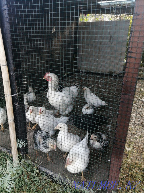 Тауықтар, күркетауықтар, теңіз құстары Мухаметжан Туймебаева - изображение 2