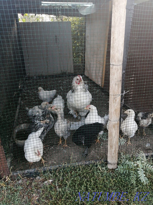 Тауықтар, күркетауықтар, теңіз құстары Мухаметжан Туймебаева - изображение 1