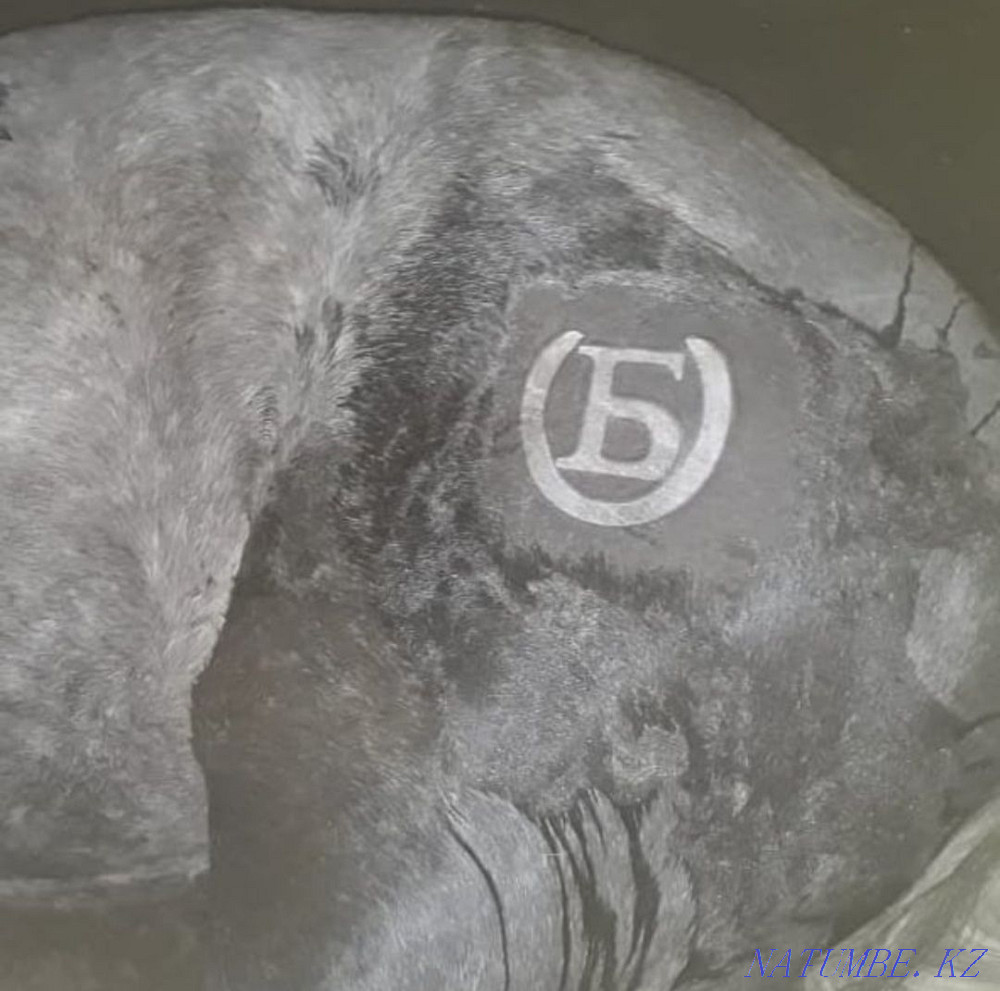 Та?ба басу, тавро, жидкий азот Каменка - изображение 5