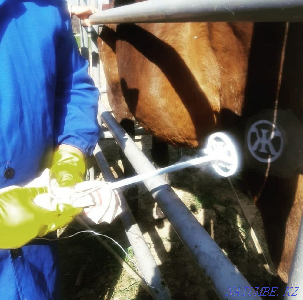 Та?ба басу, тавро, жидкий азот Каменка - изображение 1