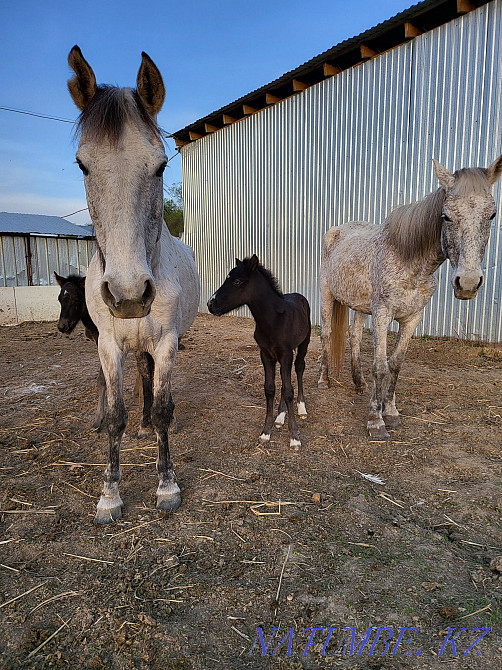 Bie kulynymen satam 1.5 liter beredi, sauyndy bie. Mare with foal Мухаметжан Туймебаева - photo 1
