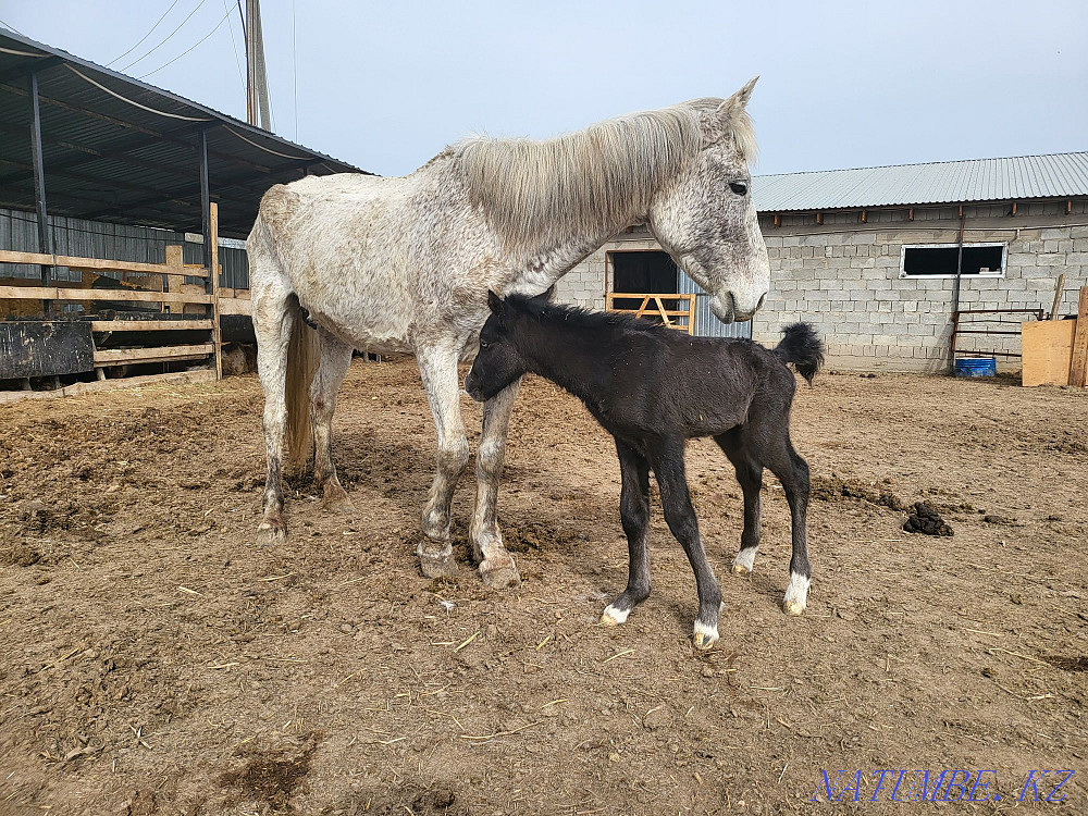 Bie kulynymen satam 1.5 liter beredi, sauyndy bie. Mare with foal Мухаметжан Туймебаева - photo 3