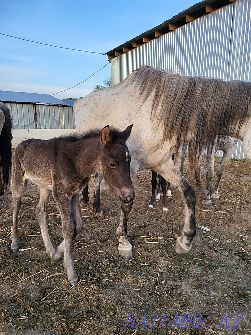 Bie kulynymen satam 1.5 liter beredi, sauyndy bie. Mare with foal Мухаметжан Туймебаева - photo 2