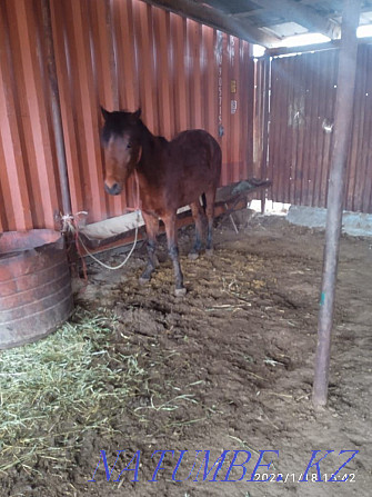 Tai satam bordakyda tour, I will sell the horse is fattening Almaty - photo 7