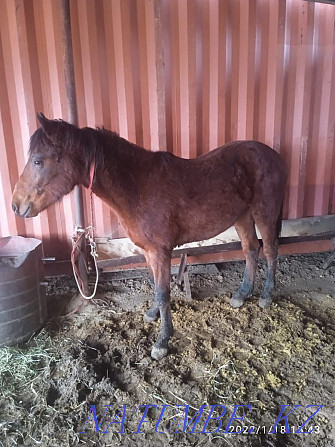 Tai satam bordakyda tour, I will sell the horse is fattening Almaty - photo 8