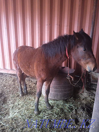 Tai satam bordakyda tour, I will sell the horse is fattening Almaty - photo 4