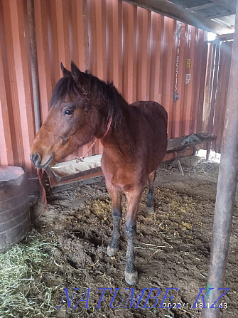 Tai satam bordakyda tour, I will sell the horse is fattening Almaty - photo 1