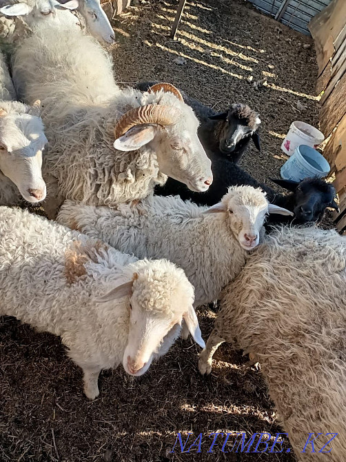 I will sell rams 11 heads  - photo 1