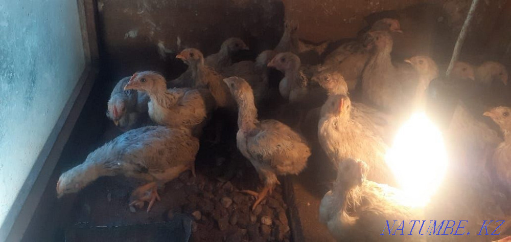 Adler tauyk sh?jeleri Шымкент - изображение 1