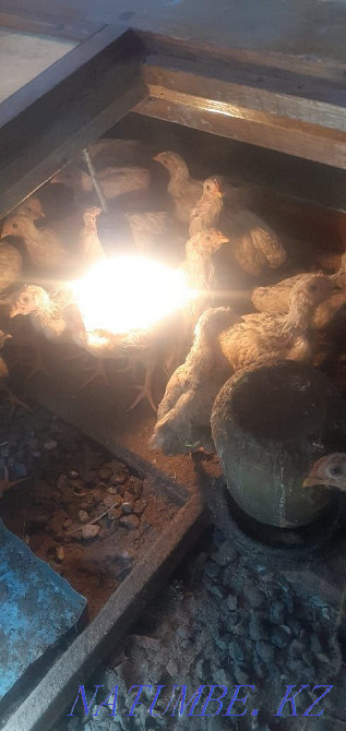 Adler tauyk sh?jeleri Шымкент - изображение 2