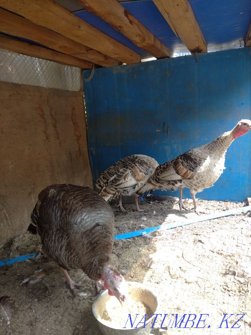 Продам мододых индюшек Мухаметжан Туймебаева - изображение 5